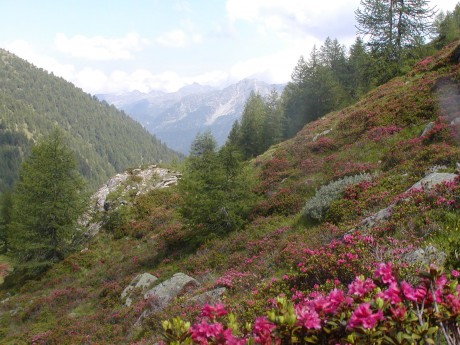 Alpova zahradka.jpg