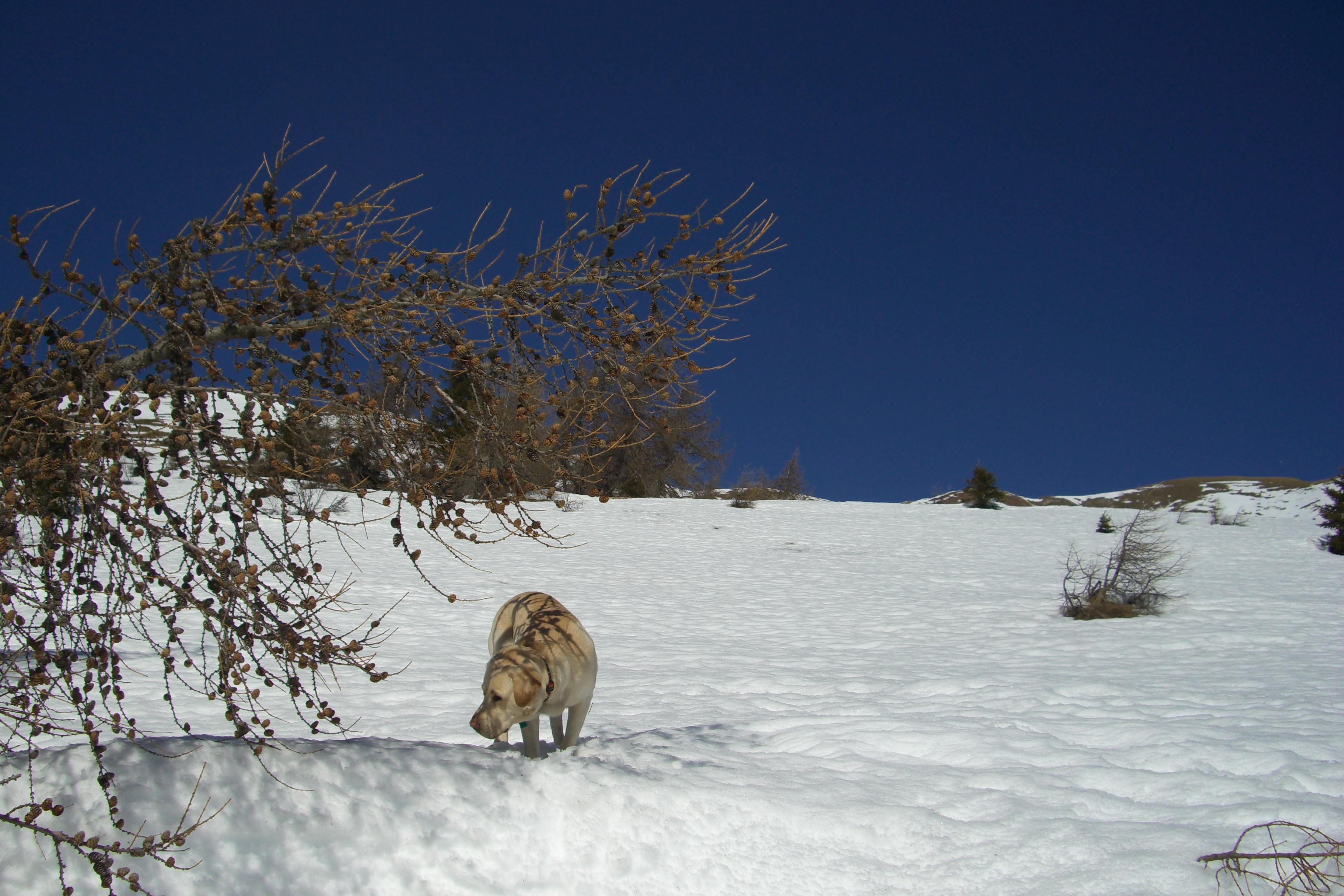 Kycovite modro na Tonale.jpg