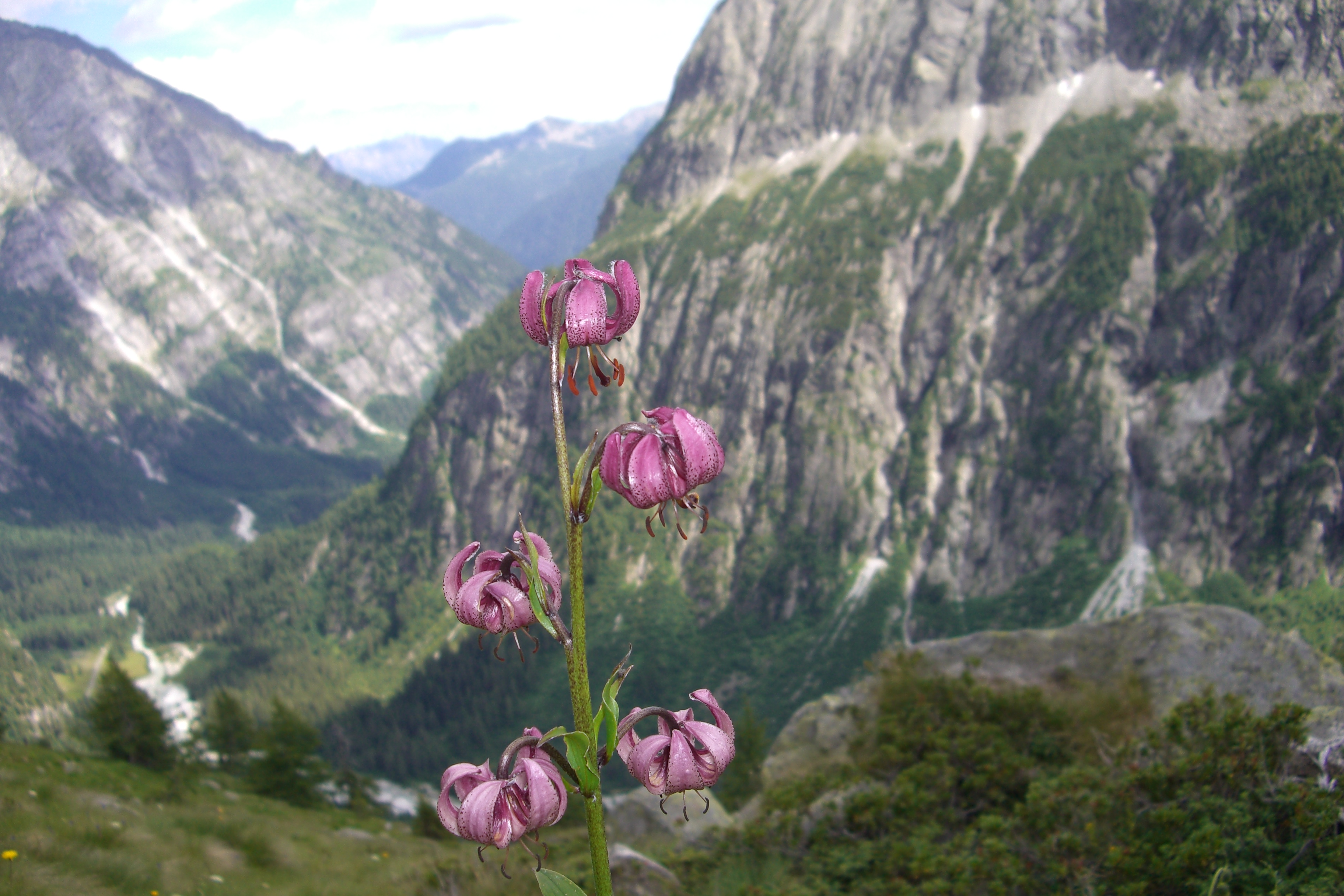 orchidea di montagna.jpg
